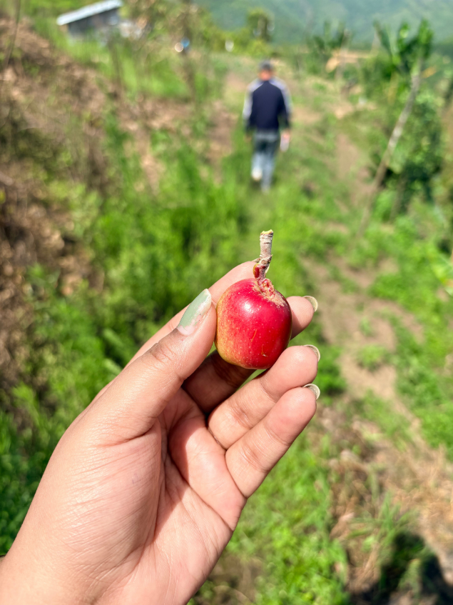 Fruit tree plantation and orchard development