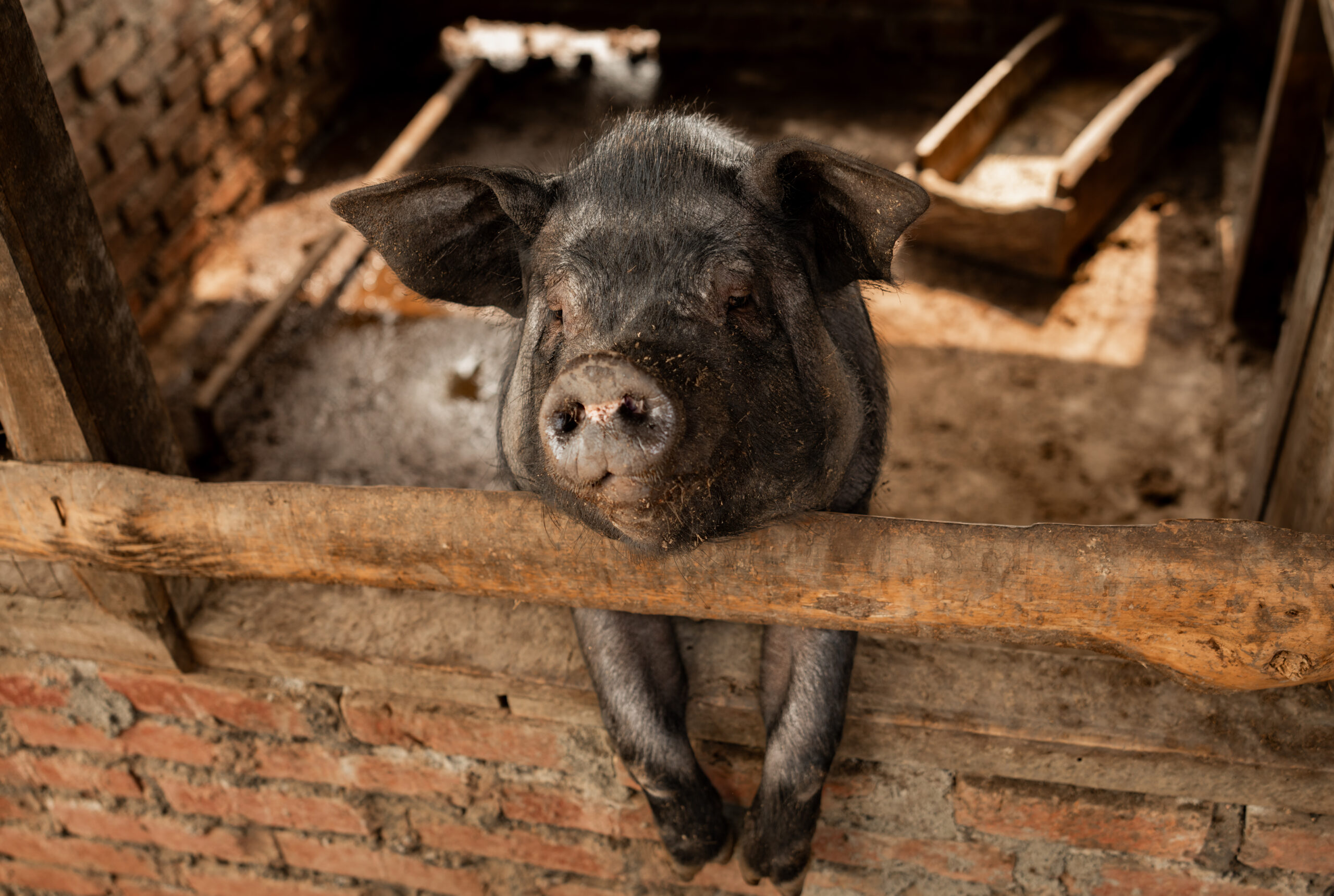 Piggery development